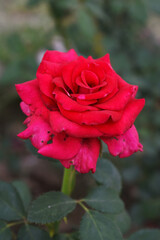 Beautiful red rose flower closeup in garden, A very beautiful red rose flower bloomed on the rose tree, Rose flower closeup, bloom flowers, Natural spring flower, Natural floral background,