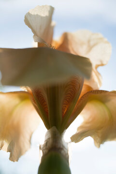 Iris closeup