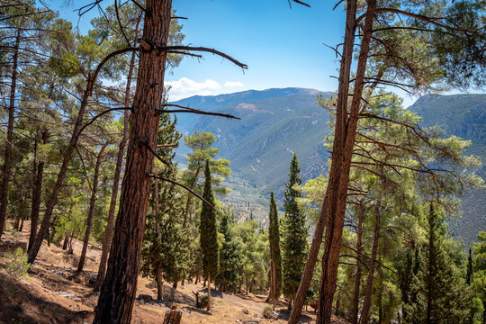 Delphi, Greece - Pine trees at the Temple of Apollo