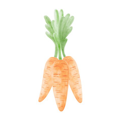 Carrots with tops watercolor painting for food designs in kids style. Hand-drawn isolated cute vegetbeles for Easter greeting card. Fresh vegetable plant sketch for print. Clip art of healthy eating.
