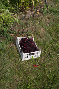 White Crate Overflowing with Freshly Picked Elderberries on Green Grass
