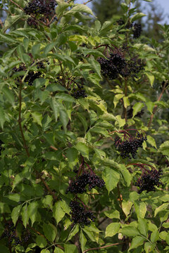 Clusters of Ripe Black Elderberries Growing on a Green Bush in Nature