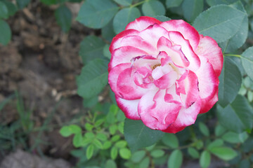 Beautiful pink white rose flower closeup in garden, A very beautiful pink white rose flower bloomed on the rose tree, Rose flower closeup, bloom flowers, Natural spring flower floral background