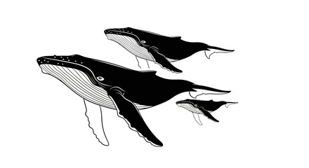 A pod of humpback whales, including two adults and one calf, gracefully swims through the ocean waters, showcasing their majestic presence and natural beauty in this detailed illustration.