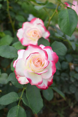 Beautiful pink white rose flower closeup in garden, A very beautiful pink white rose flower bloomed on the rose tree, Rose flower closeup, bloom flowers, Natural spring flower floral background