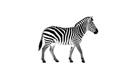 A full-body illustration of a zebra standing in profile against a pure white background, showcasing its iconic black and white stripes.