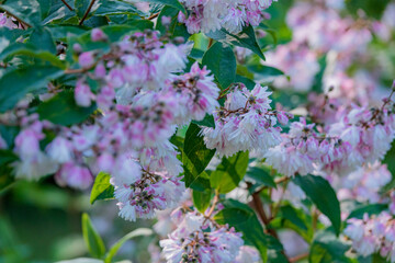 Pink flowers bloom among green leaves, showcasing spring's beauty in a serene garden