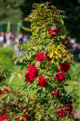 Stunning red roses fill the garden with color, attracting visitors who admire the beautiful blooms