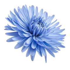 Obraz premium A beautiful blue aster flower shows layered petals
