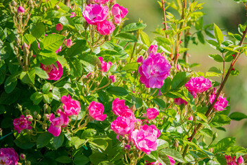 In a lush garden, pink roses bloom under a clear sky, creating a vibrant and enchanting scene