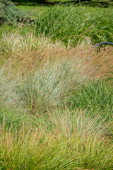 Lush grasslands dance with the wind under a clear blue sky during a peaceful day outdoors
