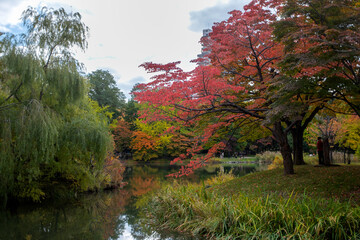 Obraz premium Nakajima Koen Sapporo Japan Autumn Leaves 札幌 中島公園 紅葉