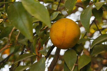 ripe oranges on tree, close-up of a beautiful orange tree with orange, fruit hanging on a tree, Close-up of ripe oranges hanging on a tree in an orange plantation garden, Chakwal, Punjab, Pakistan