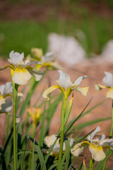 Yellow and white irises brighten a serene garden on a cheerful spring day
