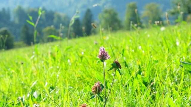 Red Clover Trifolium pratense in Slow Motion on an Alpine Meadow