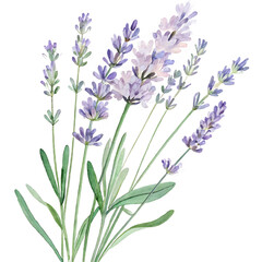 Naklejka premium Hand-Painted Purple Lavender Stems – Elegant Botanical Watercolor Design for Decor and Print