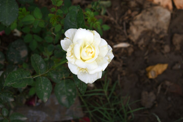 Beautiful white rose flower closeup in garden, A very beautiful white rose flower bloomed on the rose tree, Rose flower closeup, bloom flowers, Natural spring flower, Natural floral background,