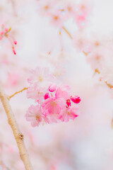 Dreamy Cherry Blossom in Soft Focus Fine Art Photography