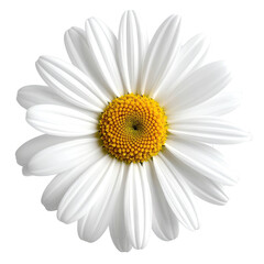 A close-up view of a vibrant daisy, showcasing its white petals and yellow center