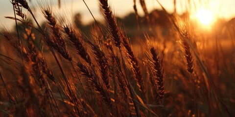 A High Resolution image of golden wheat field at sunset, closeup of stalks with sun flare.