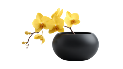 Yellow orchid in a black vase isolated on transparent background