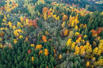 Jesienny las widok z powietrza, super kolory  © Maciej G. Szling