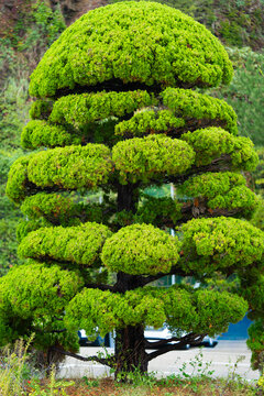 Bansai. Garden with pine tree niwaki. Tree with dense needles and branches.