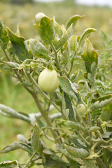 Green unripe Tomato, Green tomatoes plantation. Organic farming, young unripe tomato plant growth in greenhouse, Fresh green unripe tomatoes growing in the garden, Vegetable plantation with tomatoes