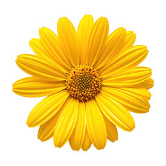 Naklejka premium Isolated overhead view of a vibrant yellow daisy with detailed petals and dark center on black