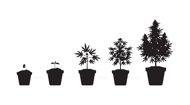 Black shadow depicting the different stages of cannabis development. An infographic illustrating how to grow marijuana from a seed. Ripe hemp in a planter.