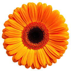 Vivid close-up of a vibrant orange daisy with a dark center, isolated on black