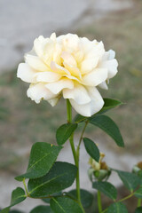 Obraz premium Beautiful white rose flower closeup in garden, A very beautiful white rose flower bloomed on the rose tree, Rose flower closeup, bloom flowers, Natural spring flower, Natural floral background,