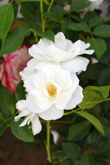 Beautiful white rose flower closeup in garden, A very beautiful white rose flower bloomed on the rose tree, Rose flower closeup, bloom flowers, Natural spring flower, Natural floral background,