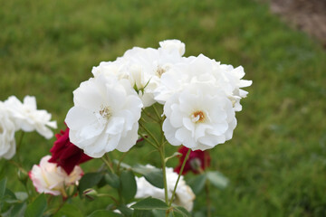 Beautiful white rose flower closeup in garden, A very beautiful white rose flower bloomed on the rose tree, Rose flower closeup, bloom flowers, Natural spring flower, Natural floral background,