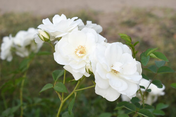 Beautiful white rose flower closeup in garden, A very beautiful white rose flower bloomed on the rose tree, Rose flower closeup, bloom flowers, Natural spring flower, Natural floral background,