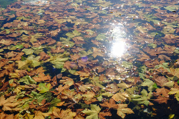 Herbstblätter schwimmen auf dem Wasser