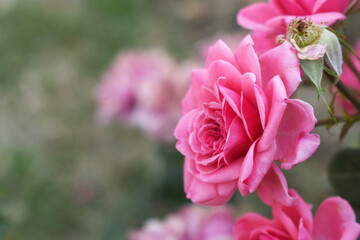 Beautiful pink rose flower closeup in garden, A very beautiful pink yellow rose flower bloomed on the rose tree, Rose flower closeup, bloom flowers, Natural spring flower floral background
