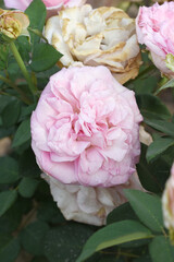 Obraz premium Beautiful pink rose flower closeup in garden, A very beautiful pink yellow rose flower bloomed on the rose tree, Rose flower closeup, bloom flowers, Natural spring flower floral background
