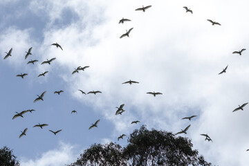 Large Flock of Australian White Ibis Birds Silhouetted Against a Bright Cloudy Sky