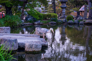 Grey heron standing on the stone edge near the pond in a peaceful Japanese garden