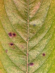 葉脈が見える葉の画像