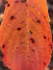 赤く紅葉した葉