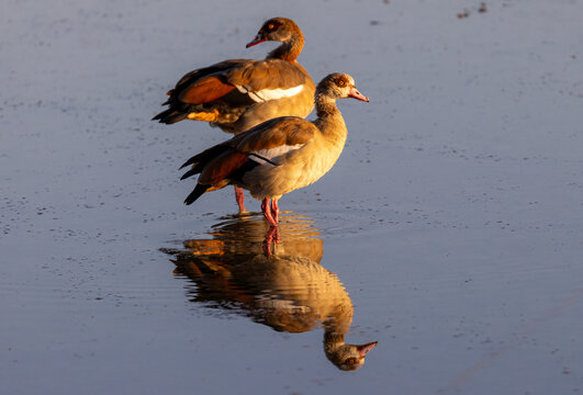 Egyptian Goose at in beautiful early morning sun