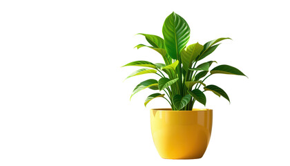Bright Green Indoor Plant in Yellow Pot for Modern Spaces