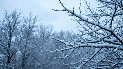 Obraz premium Winter tree branches covered in thin snow, overcast sky, peaceful mood. gardening catalogs, home-decor guides, designed for gardening and botanical catalogs and home decor and floral branding.