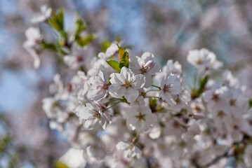 Close-up of Cherry Blossoms in Bloom
