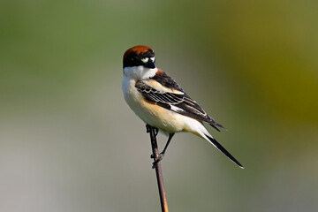 Woodchat shrike // Rotkopfwürger // (Lanius senator) 