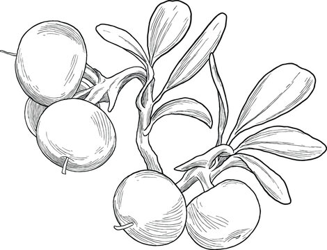 Hand Drawing Botanical Sketch of Bearberry Plant (Arctostaphylos uva-ursi)