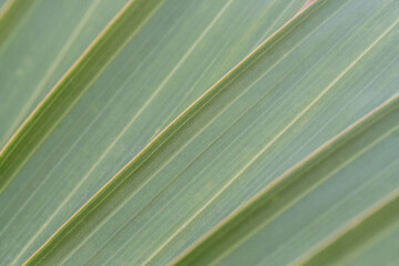 Close-up of Flax leaves