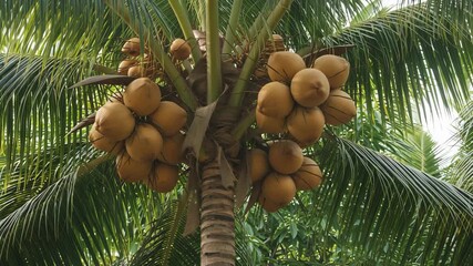Abundant golden coconuts cluster on a tropical palm tree trunk surrounded by lush green fronds - Powered by Adobe